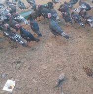 بوقلمون فروشی