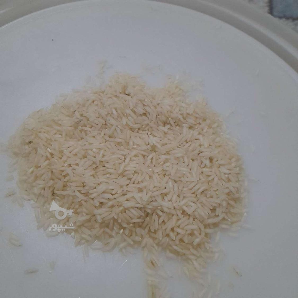 برنج طارم کشت دوم