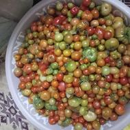 گوجه محلی بدون کیلو 30