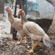 مرغ هندی نوک طوطی دم طاووسی 2عدد