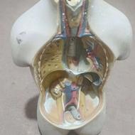 بدنه انسان پلاستیکی