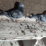 کبوتر مسافتی