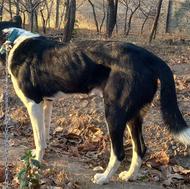 سگ واگذارحیوون درجه یک