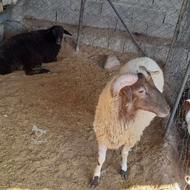 خرید گوسفند بره