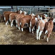 فروش و تهیه انواع گوساله