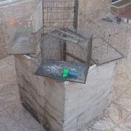 قفس قناری مرغ خروس