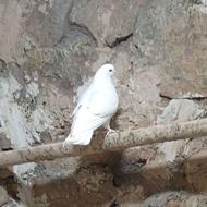 خرید کبوتر