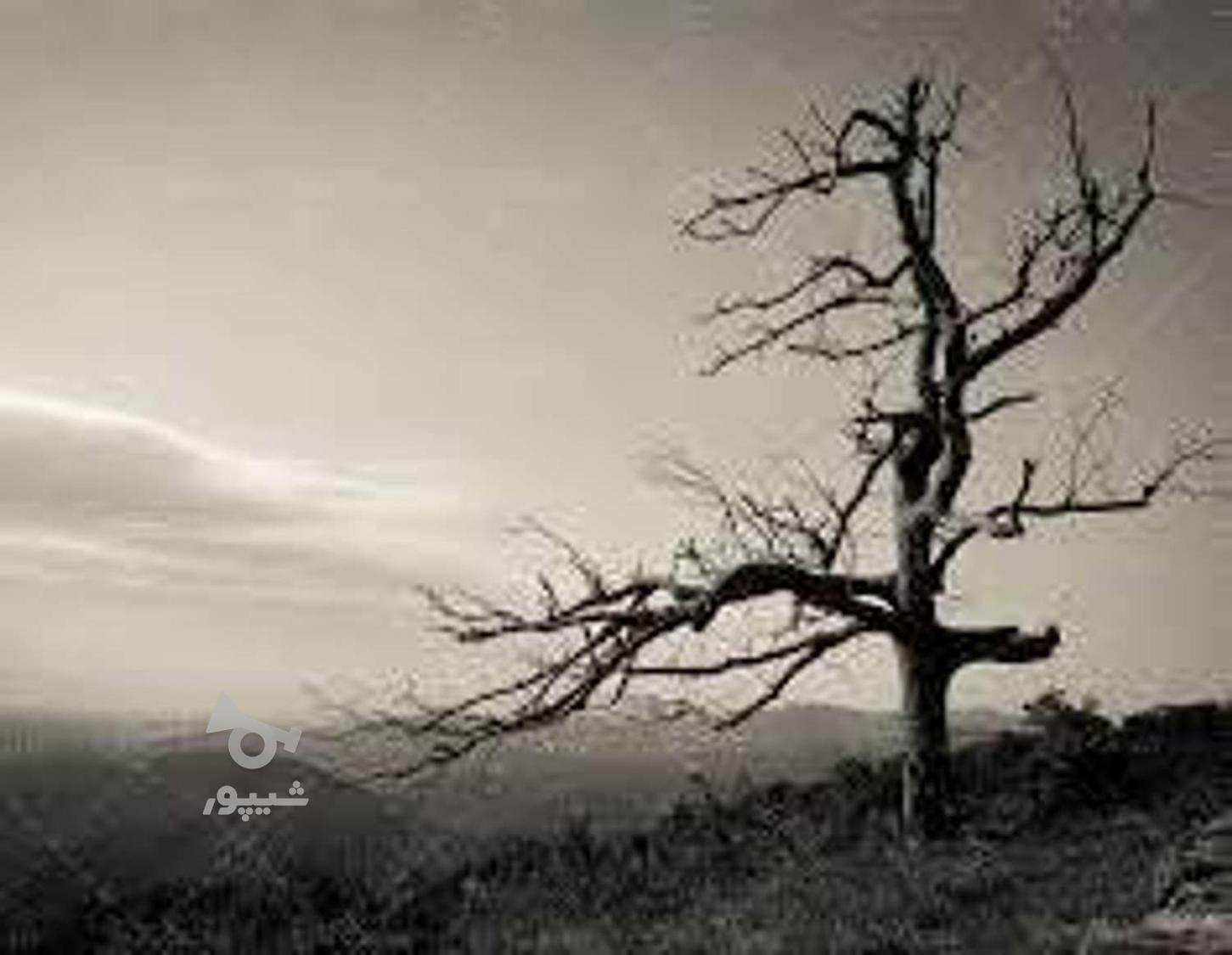 خرید چوب خشک درخت و قطع و بریدن