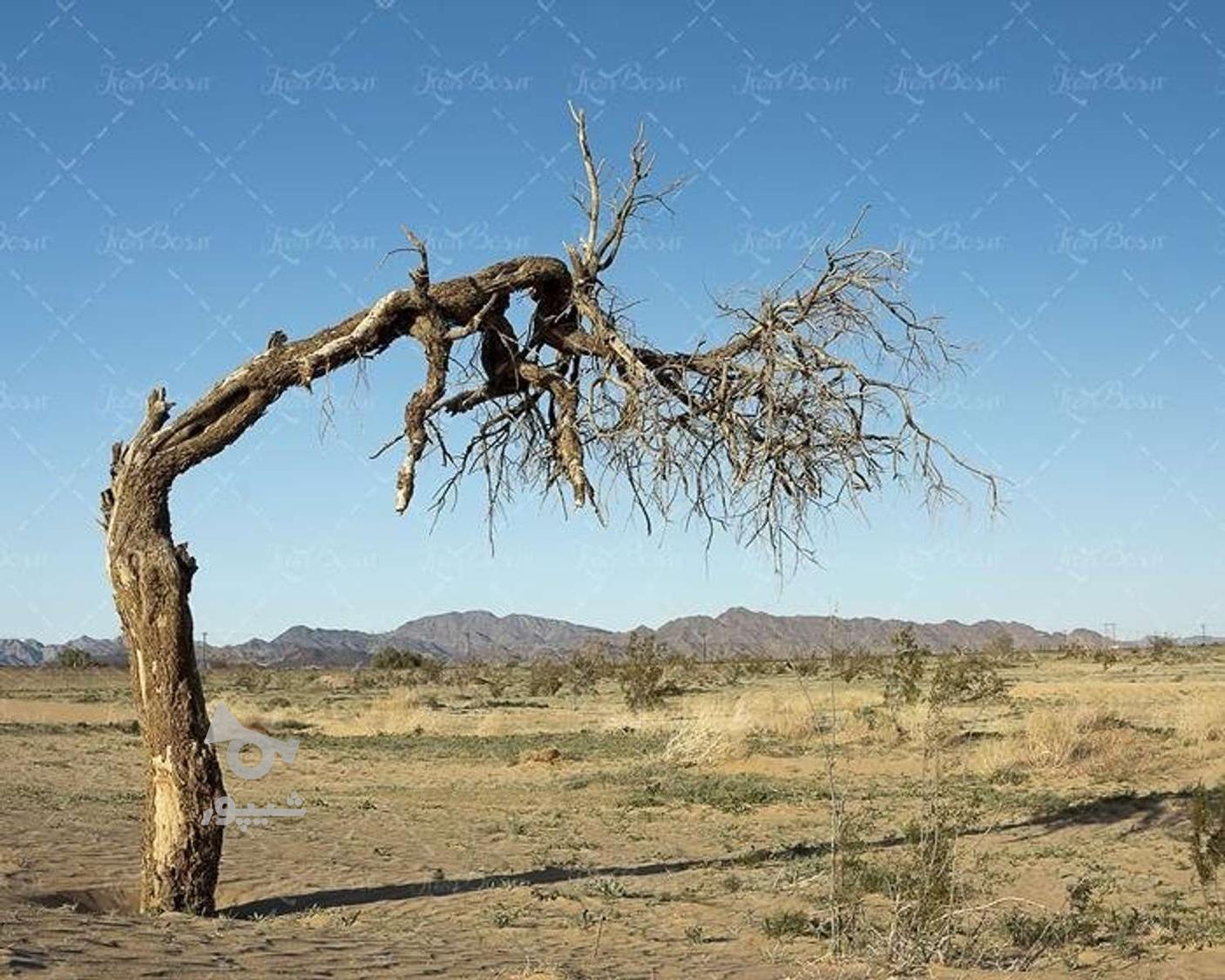 خرید چوب خشک درخت و قطع و بریدن