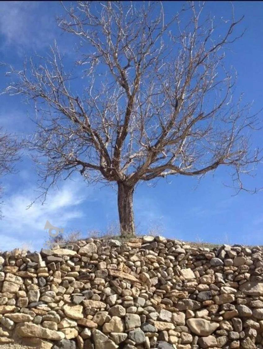 خرید چوب خشک درخت و قطع و بریدن