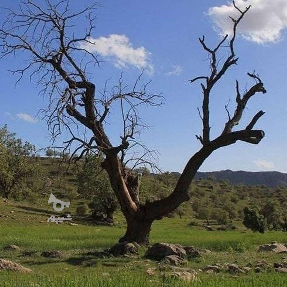 خرید چوب خشک درخت و قطع و بریدن