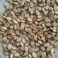 تخمه هندوانه