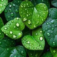 نظافت خانه ویلا و000 پذیرایی