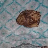 سنگ های کلکسیونی