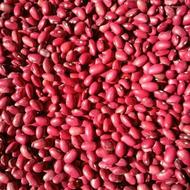 لوبیا قرمز یاقوتی