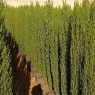 سرو ناز شیراز