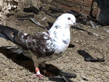 چند عدد کبوتر نر در شیپور