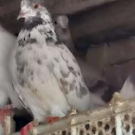 تعدادی کبوتر نر وماده زیر قیمت