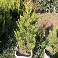 لافسون قد یک و نیم