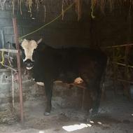 فروش گاو نر دو رگ محلی