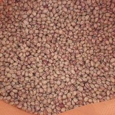 لوبیا چیتی تازه