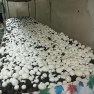 قارچ درجه یک لوکس با قیمت مناسب