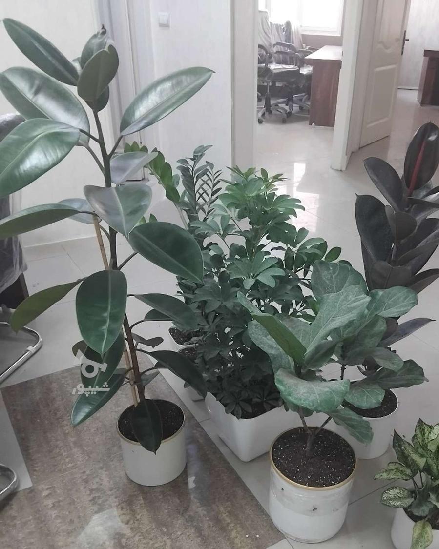 باغبانی گل آپارتمانی سمپاشی هرس کرد