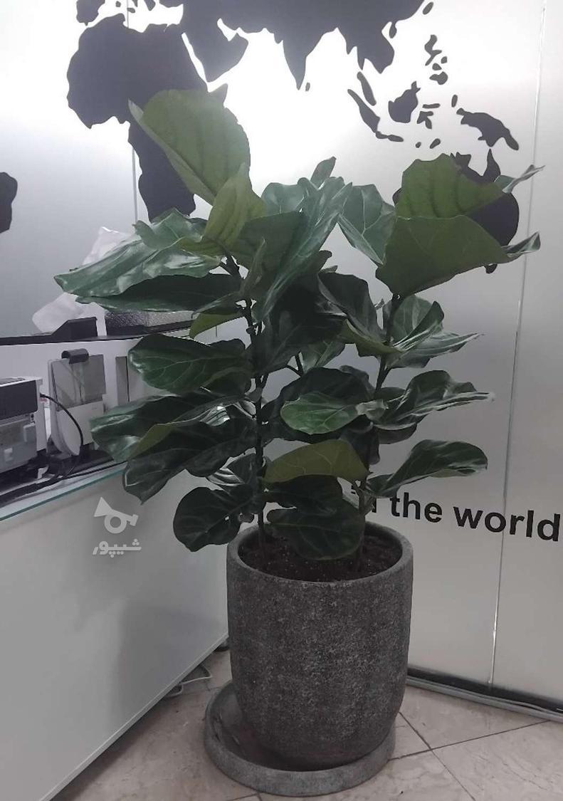 باغبانی گل آپارتمانی سمپاشی هرس کرد