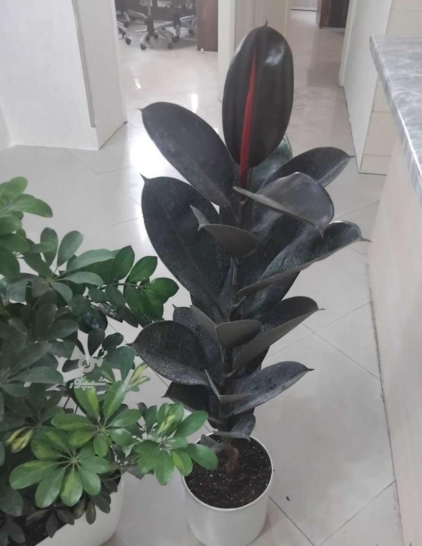 باغبانی گل آپارتمانی سمپاشی هرس کرد