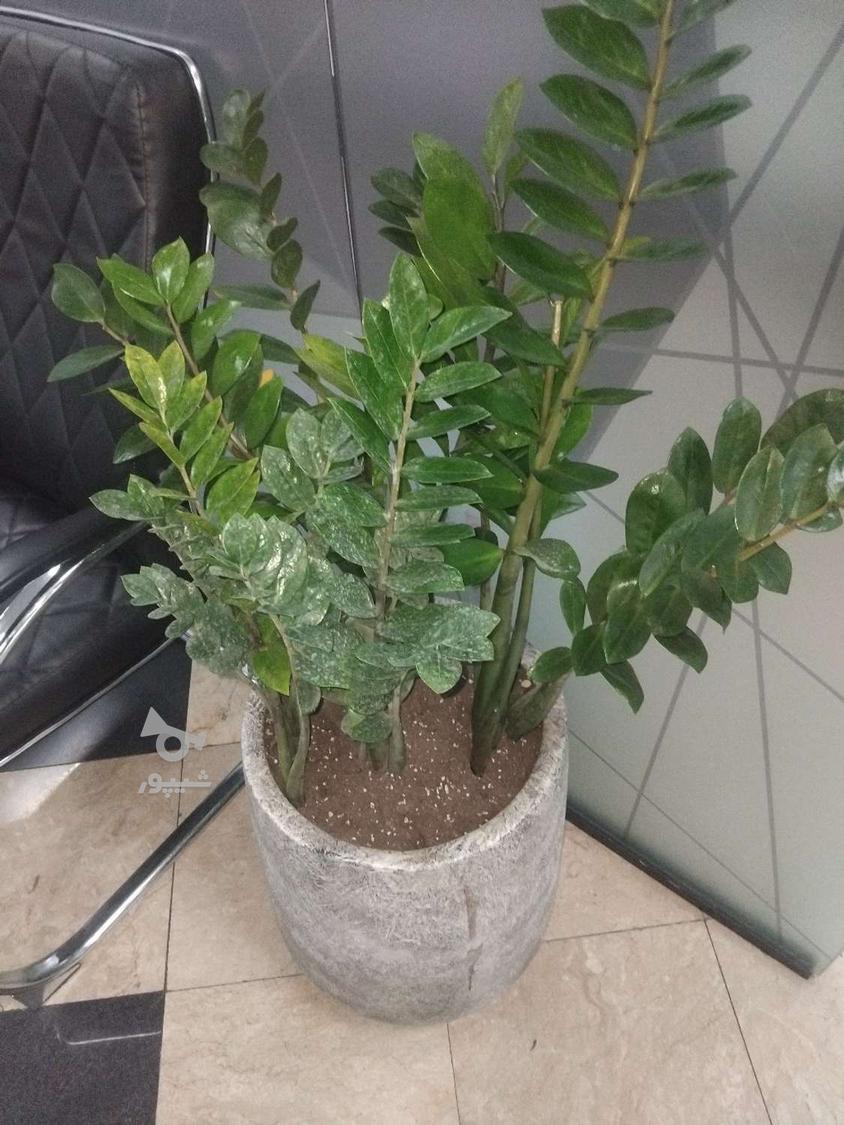 باغبانی گل آپارتمانی سمپاشی هرس کرد