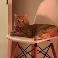 گربه 2 ساله نر