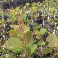 نهالستان کیوی با بیش از 20 سال سابقه در تولید نهال کیوی