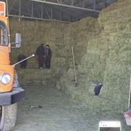 یونجه. جو. گندم.