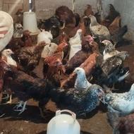 فروش مرغ گلپایگانی