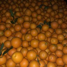 فروش پرتقال فوری