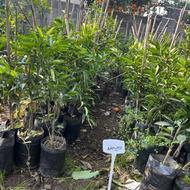 پیج سیتروملو