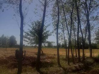 فروش زمین مسکونی 234 متر در شفت چکوسر