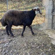 شیشک قوچ هترو (ژن چند قلوزایی )