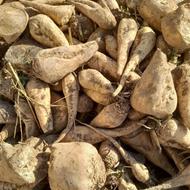 ریز شکسته تمیزمناسب دام