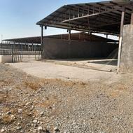 دامداری 2500 متری