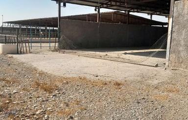 دامداری 2500 متری