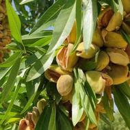 نهال بادام پیوندی دیرگل پربار در عجبشیر