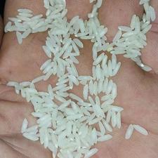 برنج کشت دوم