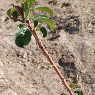 تعمیر جک سوسماری(توضیحات بخونید لطفا