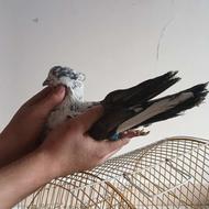 کفتر عالی تضمینی