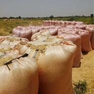 کاه خورده گندم و کلزا