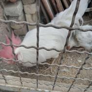 مرغ لاری وخروس کم سن