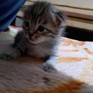 بچه گربه میکس پرشین