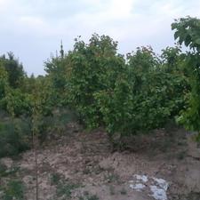 باغچه 500 متر در ملارد بیدگنه