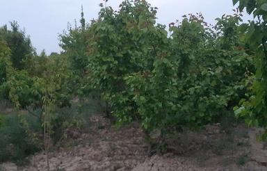 باغچه 500 متر در ملارد بیدگنه